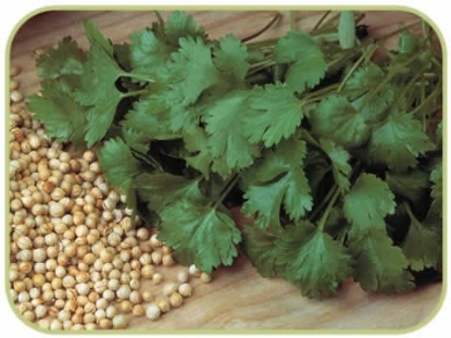 Picture of Coriander Cilantro